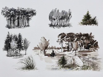 Estudios de árboles del bosque