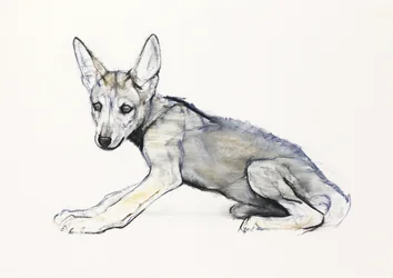 Cachorro de lobo árabe adolescente, 2009