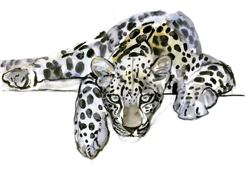 Leopardo árabe, 2008