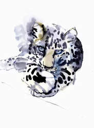 Leopardo Árabe, 2008