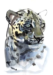 Leopardo árabe, 2008