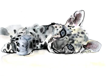 Cachorro de leopardo árabe, 2008