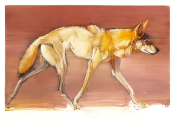 Lobo árabe, 2010