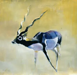 Antílope cervicabra, Velavadar, 1997