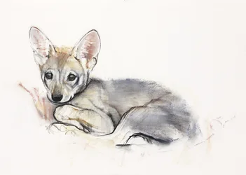 Cachorro de lobo árabe rizado, 2009