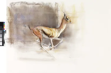 Viento del desierto (Gacela árabe), 2010