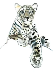 Directo (Leopardo Árabe), 2015