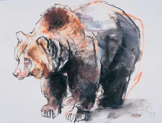 Oso pardo europeo, 2001