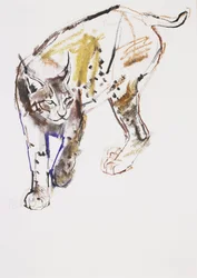 Lince europeo