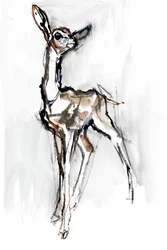 Gerenuk cervatillo, Sarara, 2018