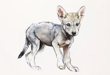 Cachorro de lobo árabe vacilante, 2009