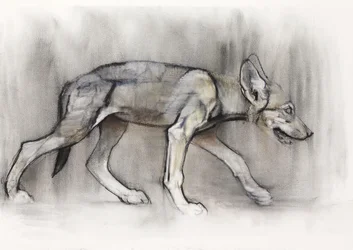 Cachorro flaco (Lobo árabe), 2009