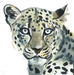 Leopardo, 2015
