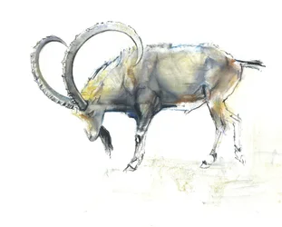 Íbice Nubio, 2008