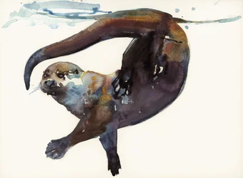 Estudio de nutria II - 