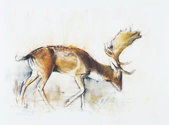 Pisanello Buck, 2006