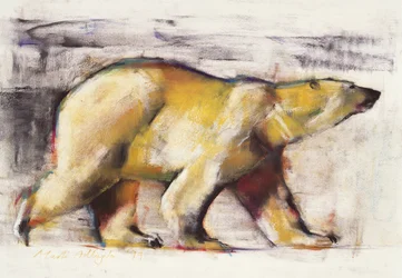 Oso polar