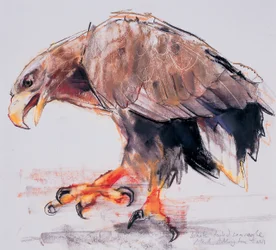Raptor, 2001