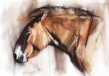 Caballo descansando