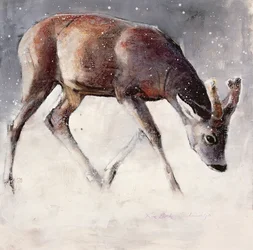 Corzo, invierno, 2000