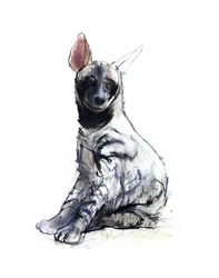 Cachorro de hiena rayada (sentado), 2010