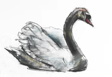 Cisne