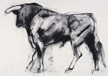 Toro Azul, estudio