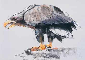Pigargo europeo, 2001