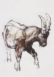 Joven Íbice, Gran Paradiso, 2005