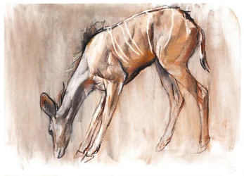 Joven Kudu, Loisaba