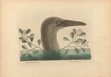 Una Thymelaea de hojas obtusas; Anseri Bassano etc.: el alcatraz grande, lámina 86 de la «Historia natural de Carolina, Florida y las islas Bahamas», volumen I, 2.ª edición, Londres 1754