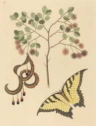 Garra de Gato (Mimosa circinalis)