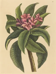 Frangipani rojo Plumeria rubra, publicado 1731-1743