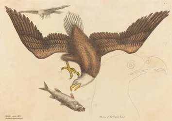 El Águila Calva (Falco leucocephalus)