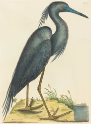 La garza azul Ardea coerulea, publicado 1731-1743
