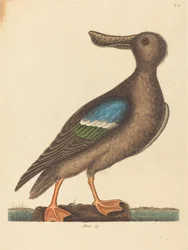 El pato cuchara de alas azules (Anas clypeata foemina)