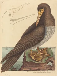 El Bobo (Pelecanus Sula)