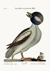 El pato de cabeza de búfalo, 1749-73