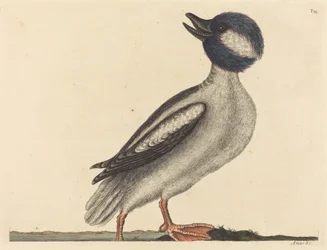 El pato de cabeza de búfalo Anas bucephala, publicado 1731-1743
