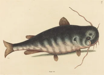 El pez gato (Silurus catus)