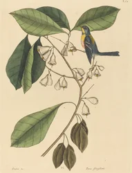 El trepador pinzón (Parus americanus)