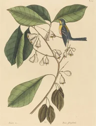 El trepador de pinzones Parus americanus, publicado 1731-1743