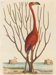 El flamenco (Phoenicopterus ruber)