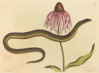 La Serpiente de Cristal