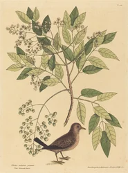 La paloma terrestre Columba passerina, publicado 1731-1743