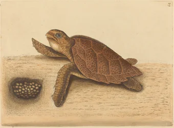 La tortuga carey (Testudo caretta)