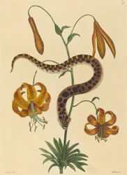 La serpiente hocico de cerdo (Boa contortrix)