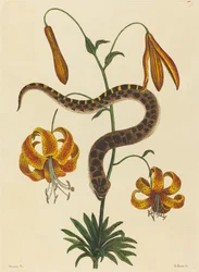 La serpiente hocico de cerdo (Boa contortrix)