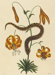 La serpiente hocico de cerdo Boa contortrix, publicado 1731-1743