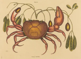 El cangrejo terrestre Cancer ruricola, publicado 1731-1743
